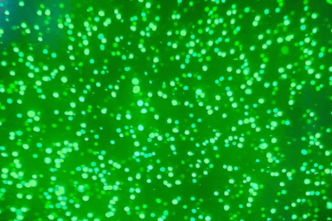 CHO细胞表达服务 CHO细胞表达服务