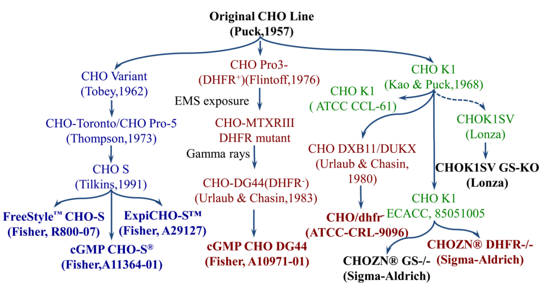 HEK细胞表达服务 HEK细胞表达服务