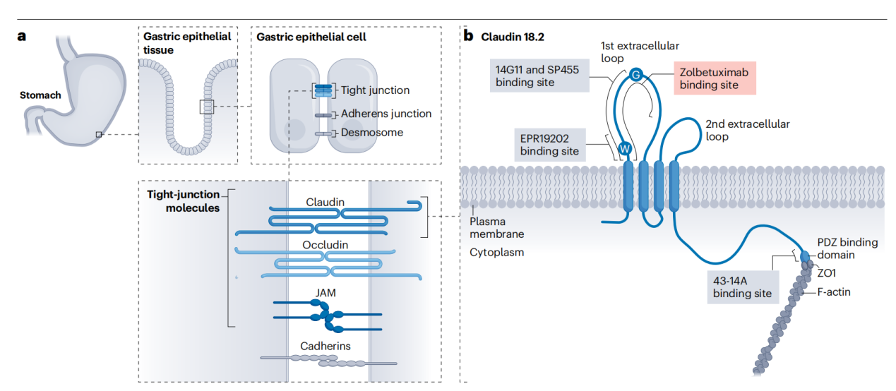 claudin18.2 is a new target for gastric and pancreatic cancer