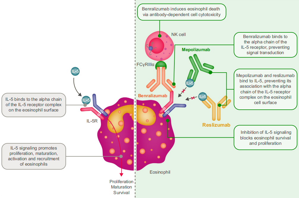 Eosinophilic inflammatory factor IL5