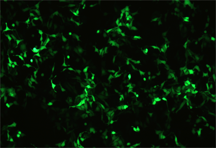 HEK细胞表达服务 HEK细胞表达服务