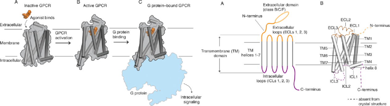 抗GPCR抗体的多重选择性筛选 抗GPCR抗体的多重选择性筛选