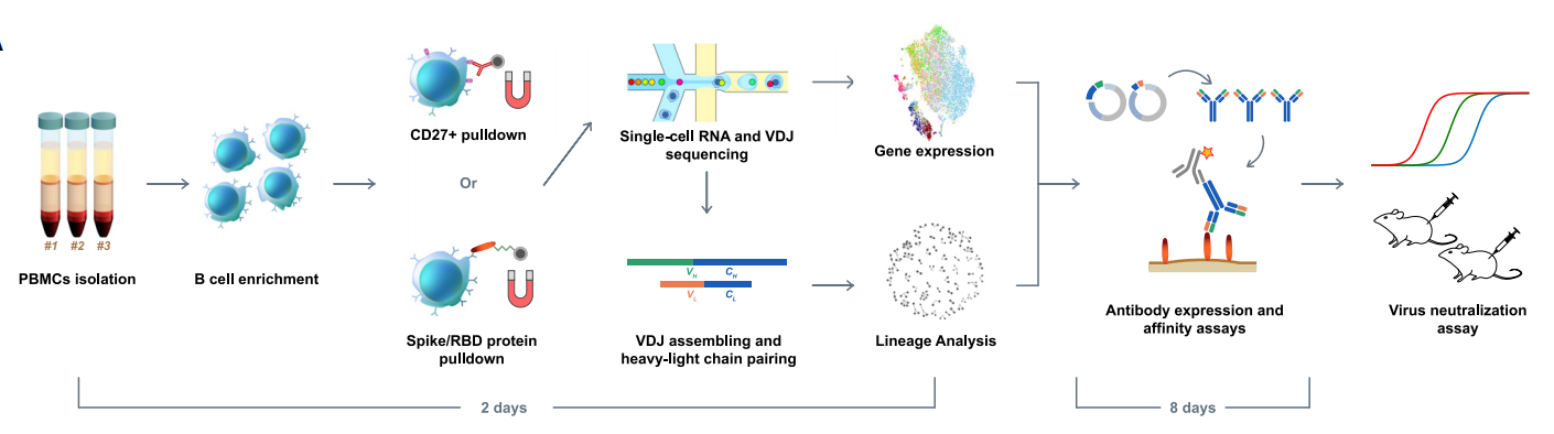 中和抗体开发服务 中和抗体开发服务
