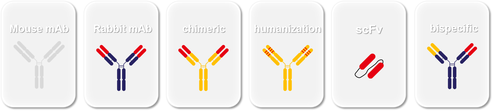 抗体表达 抗体表达