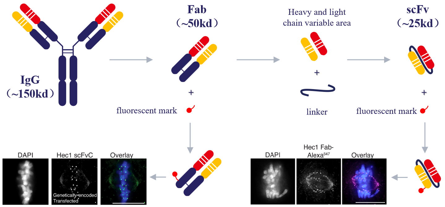 scFv单链抗体服务 scFv单链抗体服务