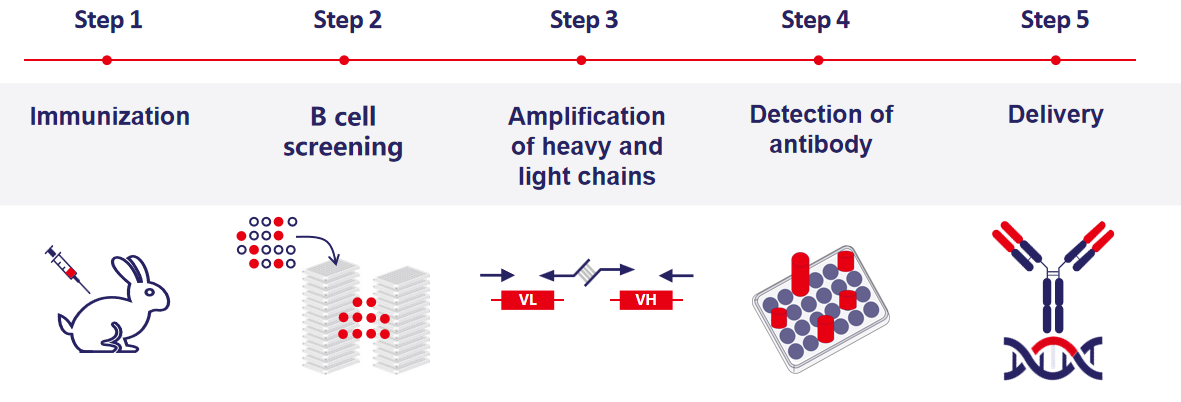 The birth of a rabbit monoclonal neutralizing antibody The birth of a rabbit monoclonal neutralizing antibody