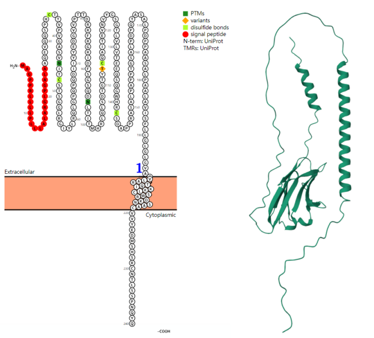 The target of cellular immunotherapy CD7