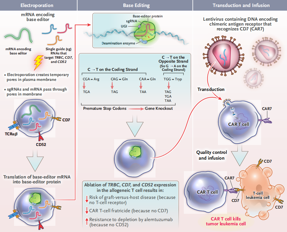 The target of cellular immunotherapy CD7