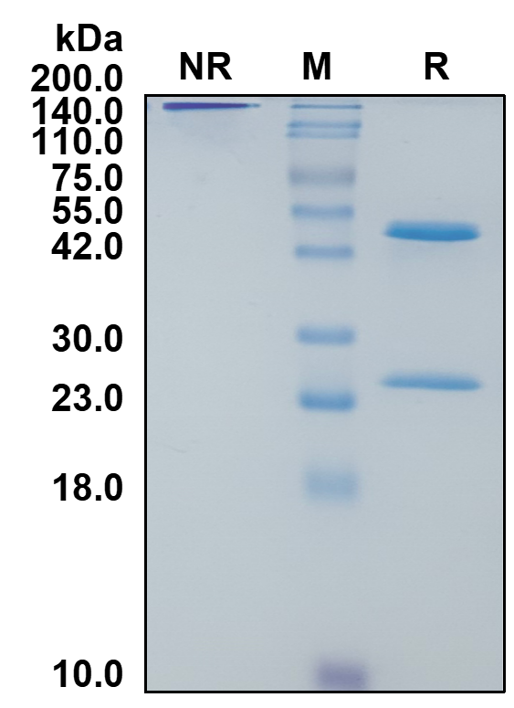Human IgG1-Kappa Recombinant Isotype Control mAb