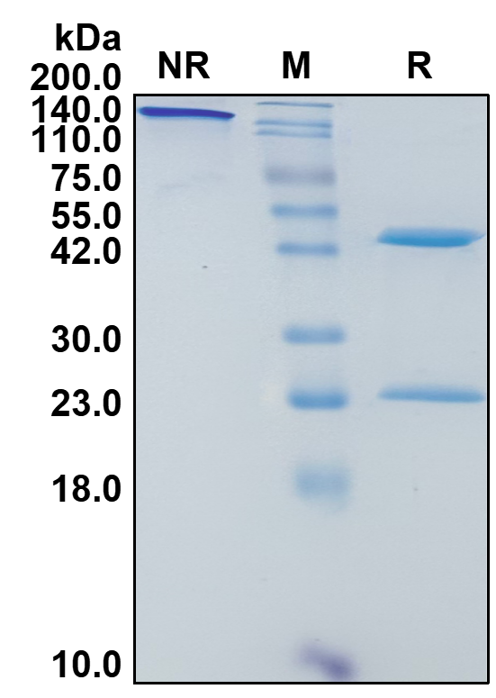 Human IgG1-Lambda Recombinant Isotype Control mAb