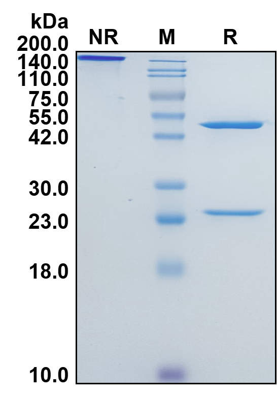 Human IgG2-Kappa Recombinant Isotype Control mAb