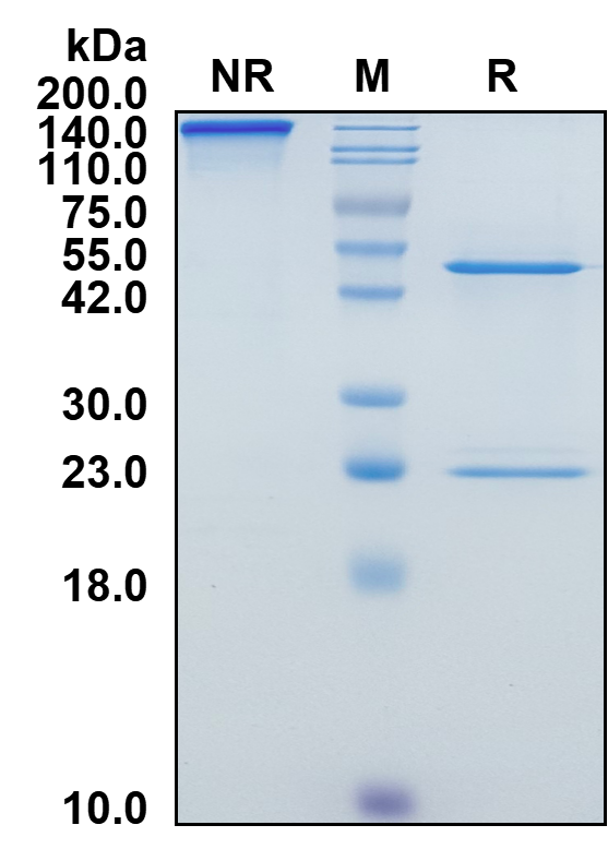 Human IgG2-Lambda Recombinant Isotype Control mAb