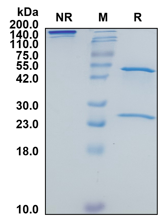 Human IgG4-Kappa Recombinant Isotype Control mAb