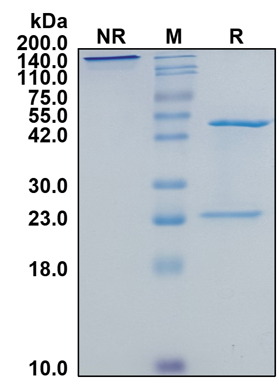 Human IgG4-Lambda Recombinant Isotype Control mAb