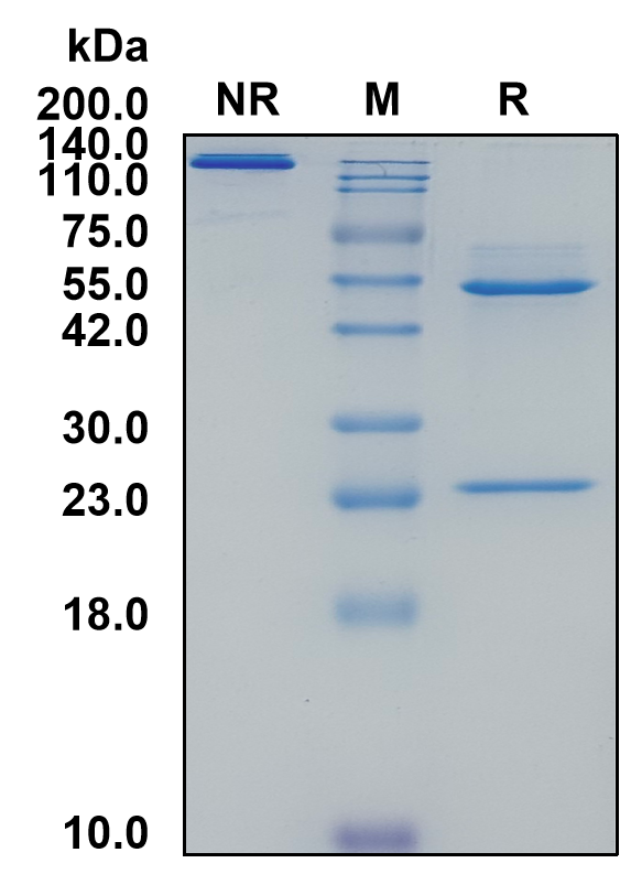 Mouse IgG2a-Kappa Recombinant Isotype Control mAb